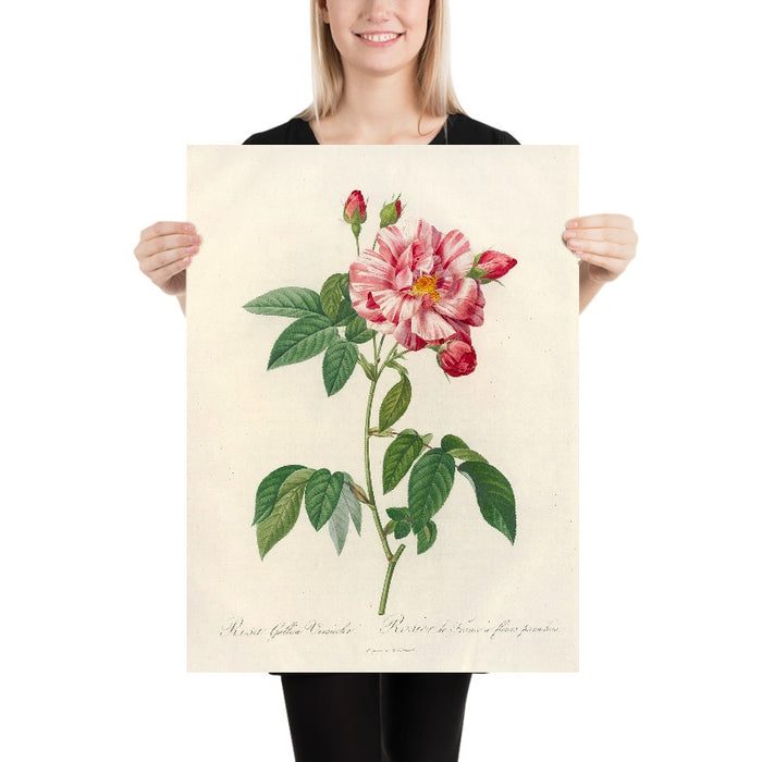 Striped Rose (Rosa gallica versicolor) by Pierre Joseph Redouté, 1817