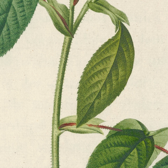 Striped Rose (Rosa gallica versicolor) by Pierre Joseph Redouté, 1817