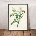 A framed image of White Bengal Rose (Rosa indica subalba) by Pierre Joseph Redouté, 1817