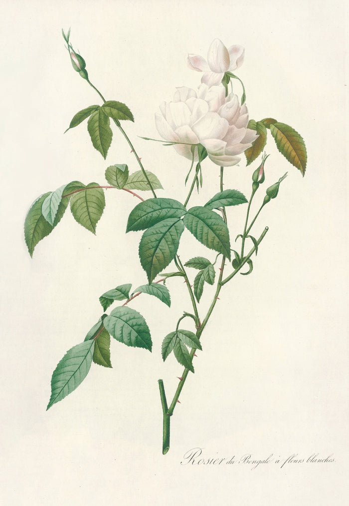 White Bengal Rose (Rosa indica subalba) by Pierre Joseph Redouté, 1817
