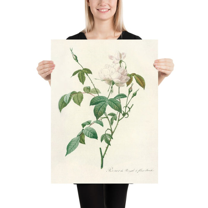 White Bengal Rose (Rosa indica subalba) by Pierre Joseph Redouté, 1817