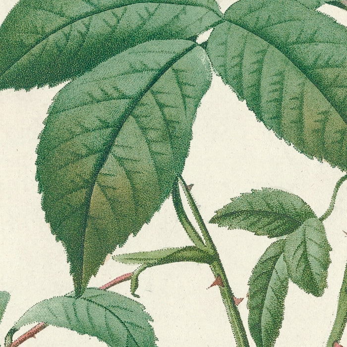 White Bengal Rose (Rosa indica subalba) by Pierre Joseph Redouté, 1817