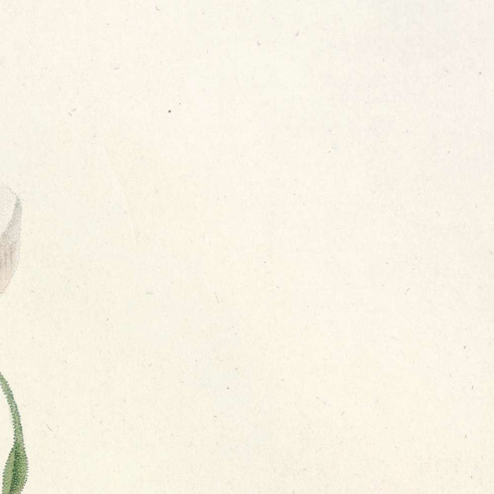 White Bengal Rose (Rosa indica subalba) by Pierre Joseph Redouté, 1817