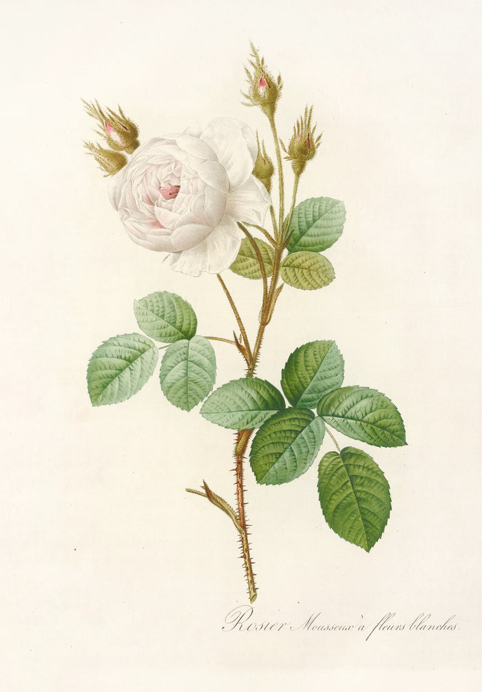 White Moss Rose (Rosa muscosa alba) by Pierre Joseph Redouté, 1817