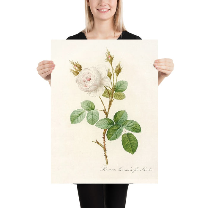 White Moss Rose (Rosa muscosa alba) by Pierre Joseph Redouté, 1817