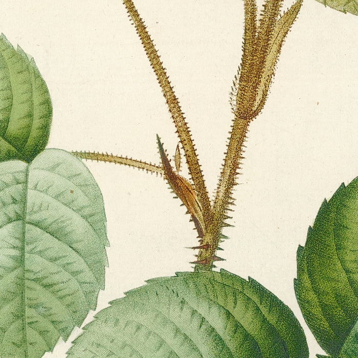 White Moss Rose (Rosa muscosa alba) by Pierre Joseph Redouté, 1817